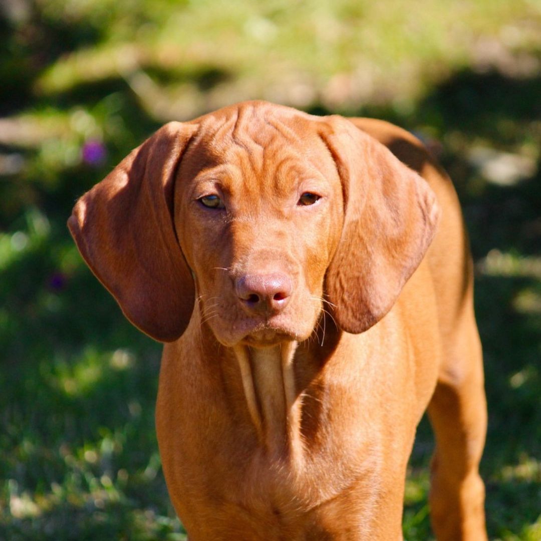 https://criaderovizslaybraco.com/wp-content/uploads/2025/11/home_genetica_vizsla-1.jpg