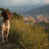Braco Alemán en exterior en Colombia, guía sobre temperamento y energía para familias activas